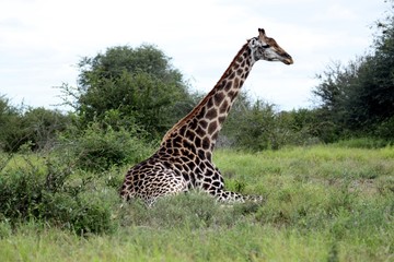 Lying still giraffe