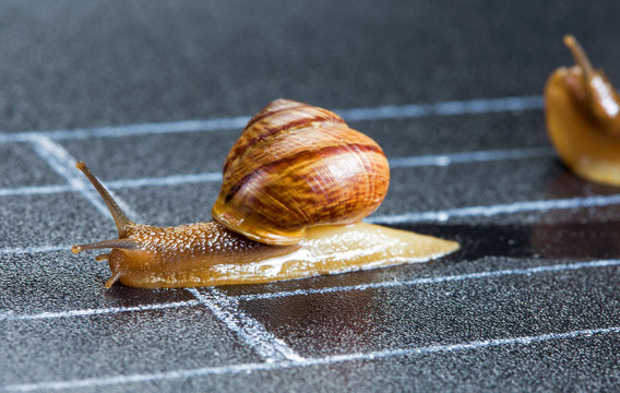 Snails on the athletic track approaching the finish line