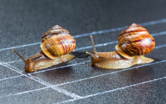 Snails on the athletic track approaching the finish line