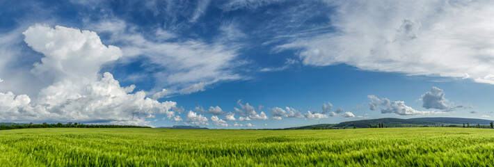 Panorama ripening wheat field
