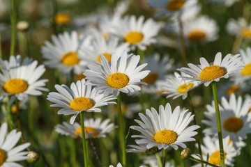 Obraz na płótnie Canvas field daisy closeup