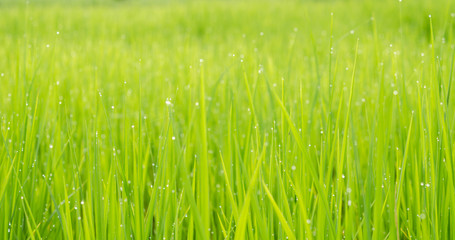 green rice field background bokeh