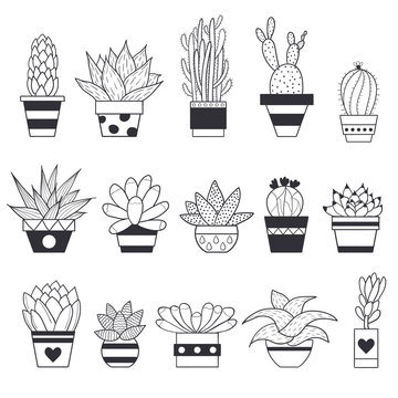 Vector illustration of succulents and cactus in the pots