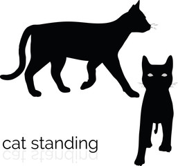 cat on white background