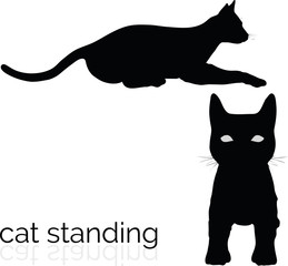 cat on white background