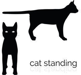 cat on white background