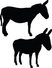 donkey on white background