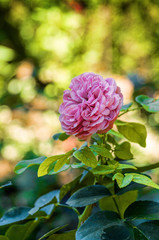 Flowers in garden of Generalife in Granada, Andalusia province, Spain.