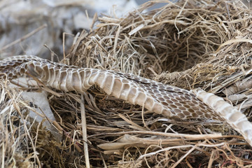 birds nest and snake skin