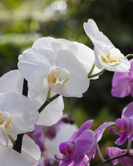 Naklejka na ściany i meble orchid in the garden