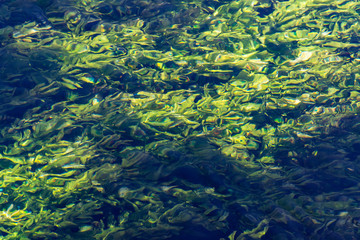 Fototapeta na wymiar Emerald green flowing river water with seaweed, abstract background