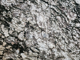 tree bark