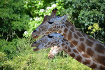 Girafes