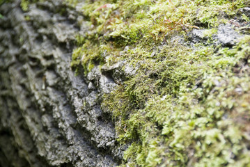 Moss grows on a fallen tree trunk in the forest : nature close up