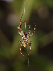 Spider climbs the web