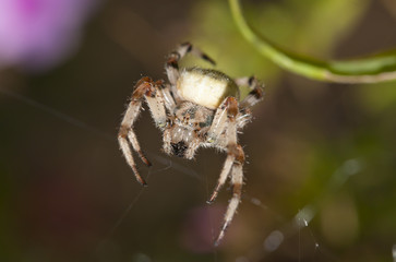 Spider on the web