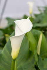 White calla with green leafs in the background