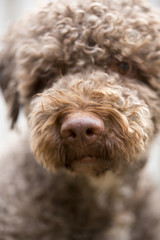 A brown dog outdoors. The dog breed is lagotto romagnolo also known as the truffle dog.