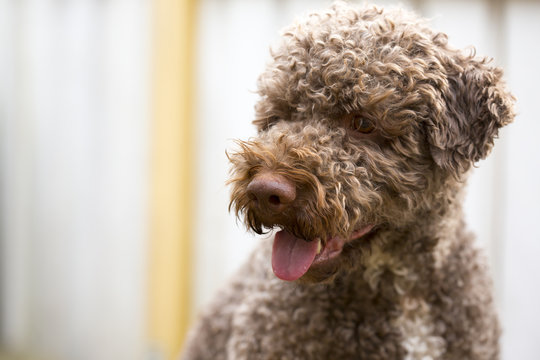 Fototapeta A brown dog outdoors. The dog breed is lagotto romagnolo also known as the truffle dog.