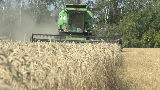 working harvesting combine in the field of wheat
