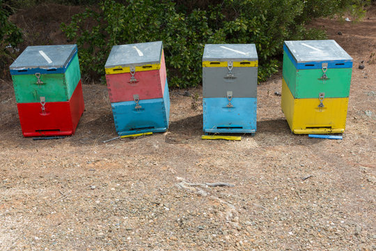 Bee Hives Next to a Pine Forest in Summer. Wooden Honey Beehives in the Meadow. Row of Colorful Bee Hives with Trees in the Background.