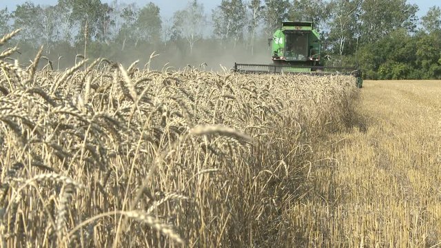 harvesting combine in the summer field of ripe wheat