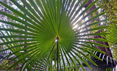 Back lit fan-shaped Cabbage Tree Palm Leaves (Livistona australis) in rainforest in the Royal National Park, New South Wales, Australia
