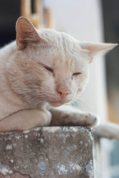 A stray cat outdoors, Sleeping on the pillar. selective focus.