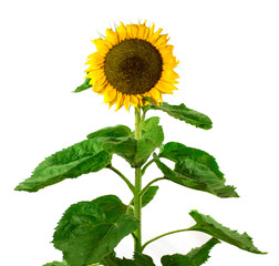 Obraz premium flower sunflower isolated on a white background