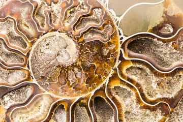 Spiral Ammonite fossil closeup background
