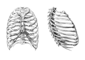 Hand drawn medical illustration drawing with imitation of lithography: Thorax bones (2 angles)