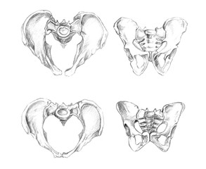 Hand drawn medical illustration drawing with imitation of lithography: Pelvis 2 angels (male at the top and female at the bottom of drawing)