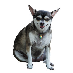 A cute dog isolated on white