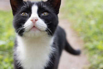 Black cat with white breast looks up with eyes that ask