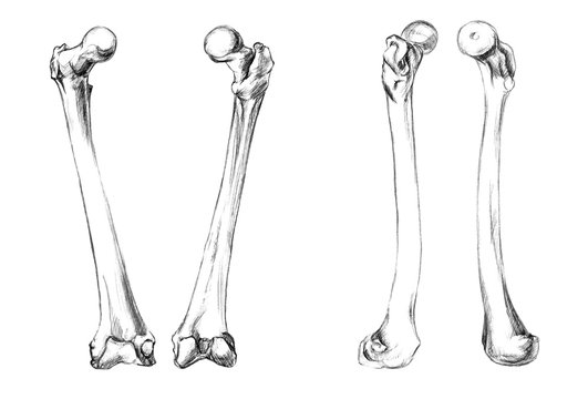 Hand drawn medical illustration drawing with imitation of lithography: Bones of legs (femur)