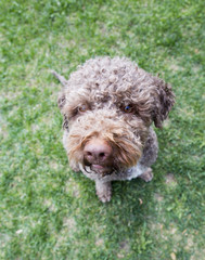 A brown is sitting on a green grass.