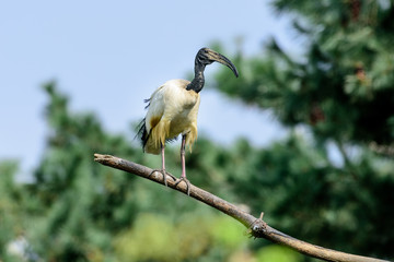 Ibis sacro