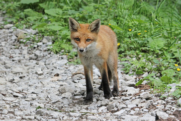 A curious young fox looking at the camera