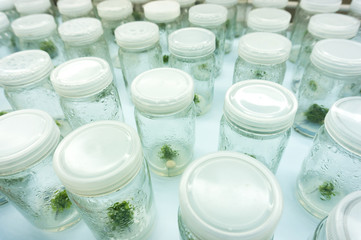 Experiment plant tissue culture in laboratory