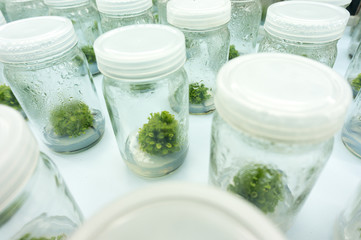 Experiment plant tissue culture in laboratory