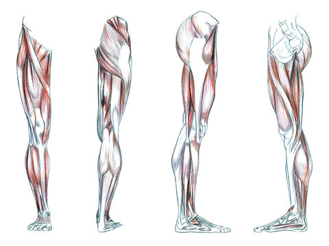 Hand drawn medical illustration drawing with imitation of lithography: Muscles of leg