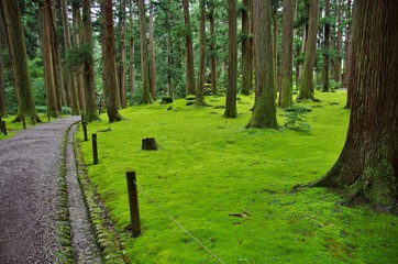 苔が美しい福井県勝山市の平泉寺