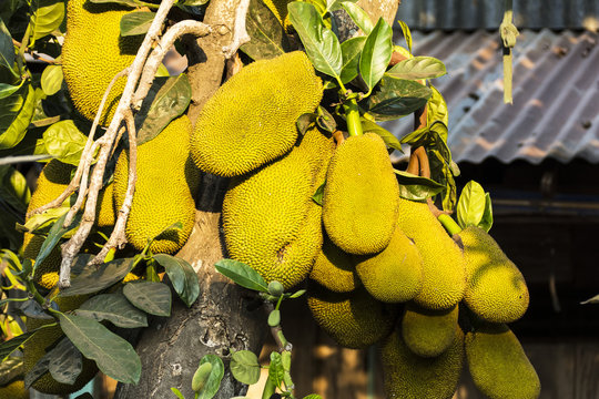 Durianbaum, Stinkfrucht.