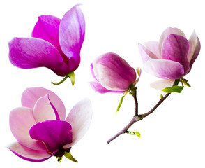 decoration of few magnolia flowers. pink magnolia flower isolate