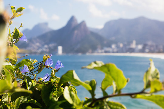 Ipomea flowers in the foreground, Pedra da Gavea and Morro Dois Irmaos behind, Arpoadors, Ipenema,  Rio de Janeiro, Brazil