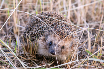 little live hedgehog