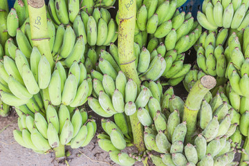 Lots of bunches of bananas selling at local market, Northeast of