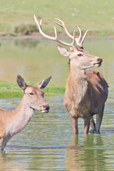 Naklejka na ściany i meble Deers