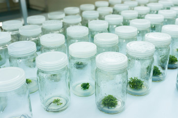 Experiment plant tissue culture in laboratory, Selective focus.