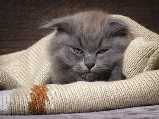 Sleepy, annoyed, awake cat gets out of the plaid. Cat woke up, do not give sleep